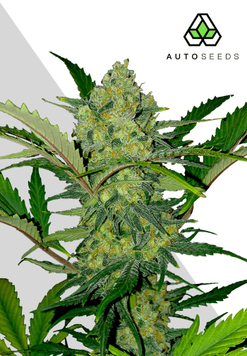 Ultra Lemon Haze Auto