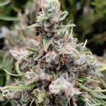 African Gas (F)