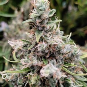 African Gas (F)