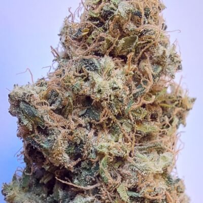 African Gas (F) - Image 3