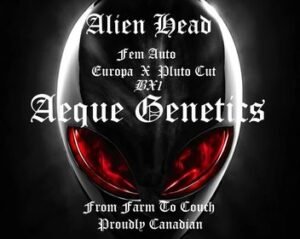 Aeque Genetics – Alien Head Strain – Auto Fem – 3 Pack