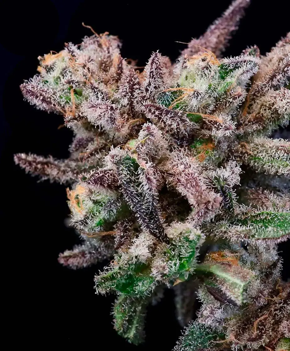 Banana Cream Sundae (F)