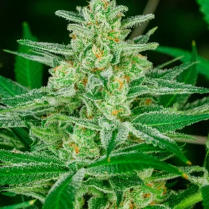 Blue Dream Auto