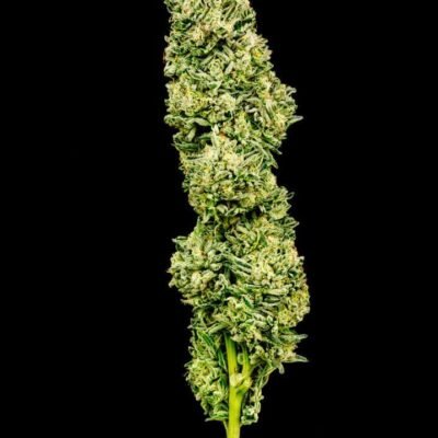Multiverse Genetics – Black Hole Breath Strain – Fem Photo - Image 4