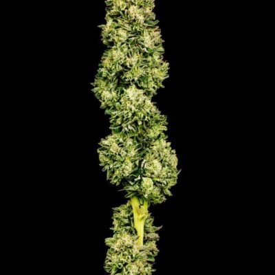Multiverse Genetics – Black Hole Breath Strain – Fem Photo - Image 5