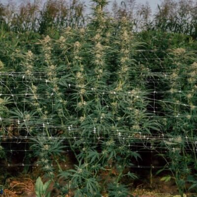 Multiverse Genetics – Black Hole Breath Strain – Fem Photo - Image 9