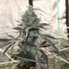 Multiverse Genetics – Black Hole Breath Strain – Fem Photo - Image 2