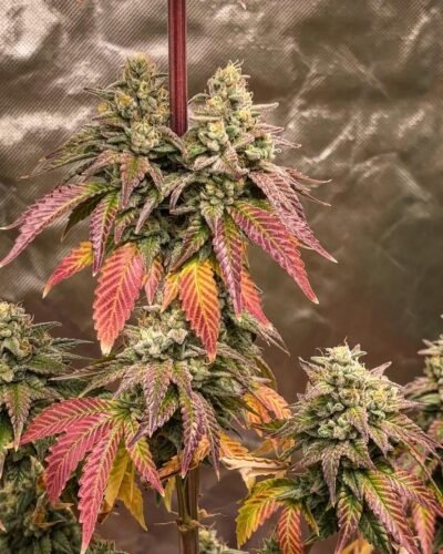 Multiverse Genetics- Blood Moon Strain – Photo Fem