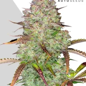 Blue Dream Auto