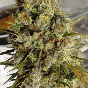 C5 Haze x Kali China (F) [LIMITED]