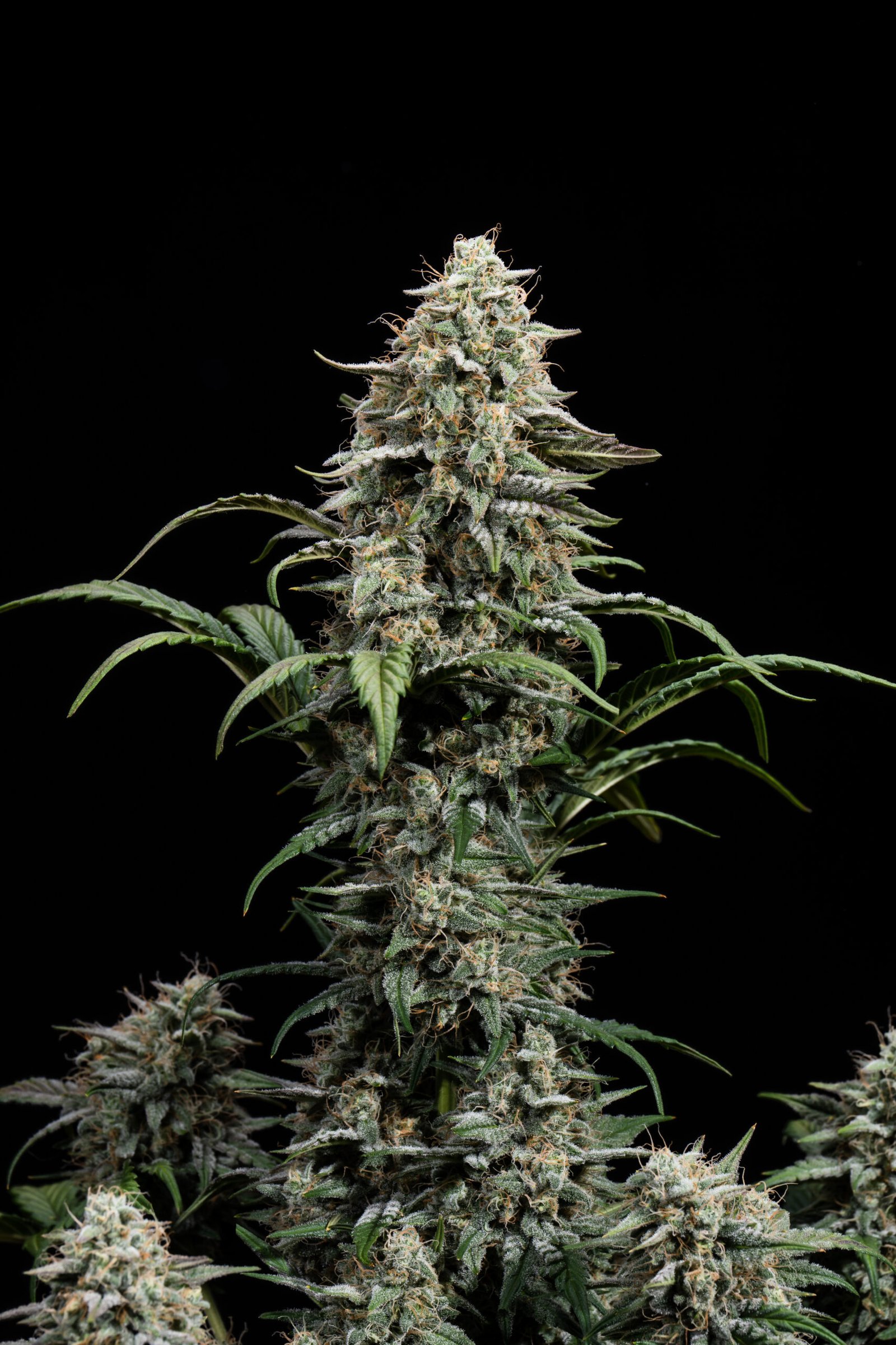 Multiverse Genetics – Comet Candy Strain – Auto Fem - Image 2