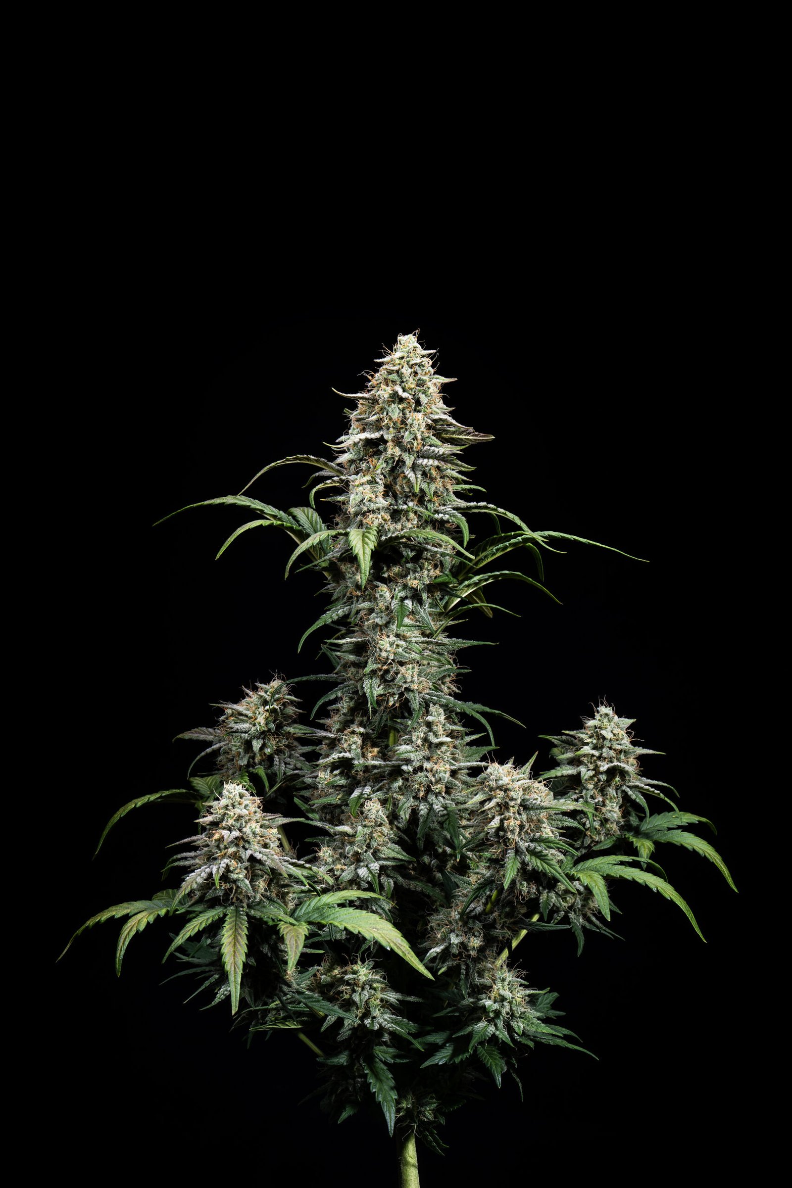 Comet Candy Strain – Auto Fem