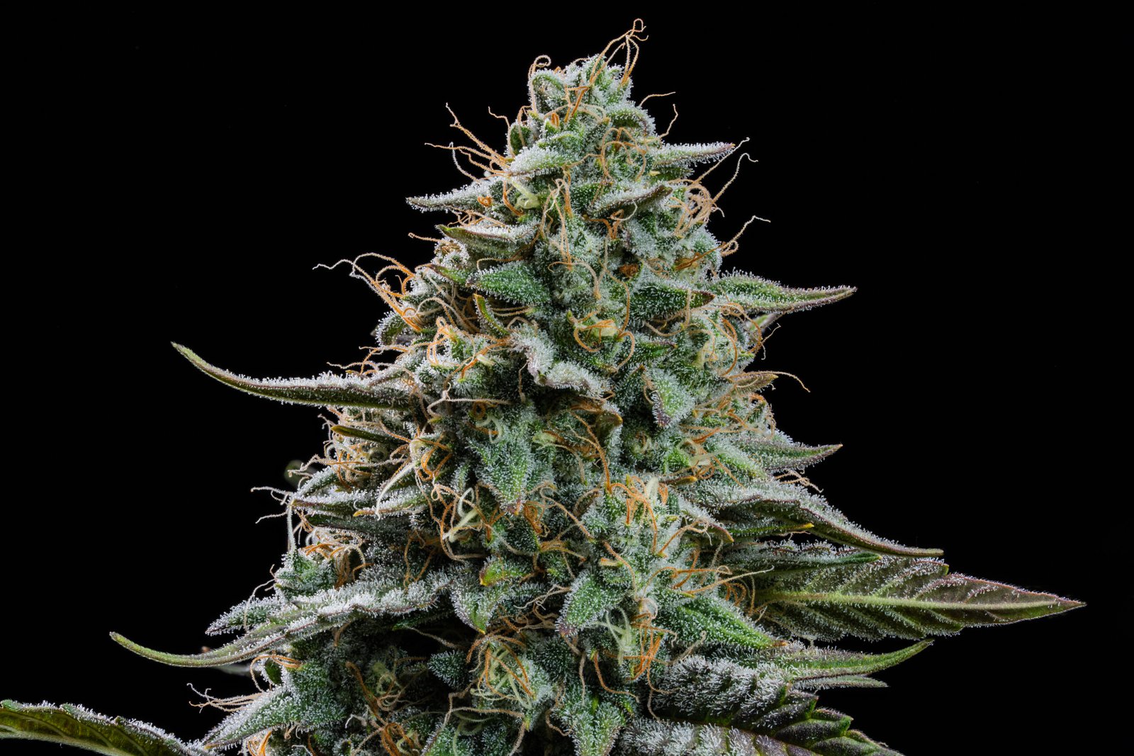 Comet Candy Strain – Auto Fem