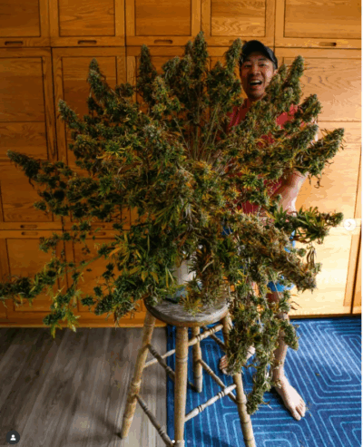 Comet Candy Strain – Auto Fem