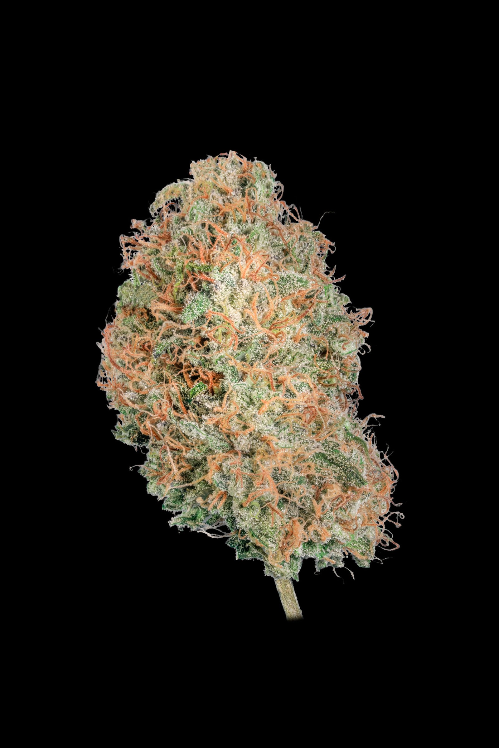 Multiverse Genetics – Comet Candy Strain – Auto Fem - Image 5