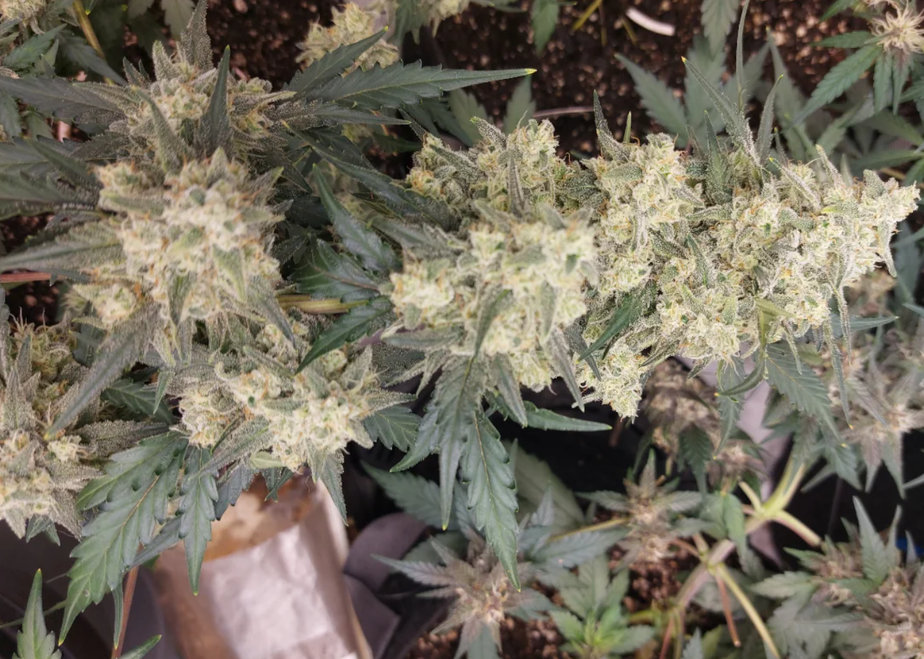 Multiverse Genetics – Crimson Sun – Auto Fem - Image 5