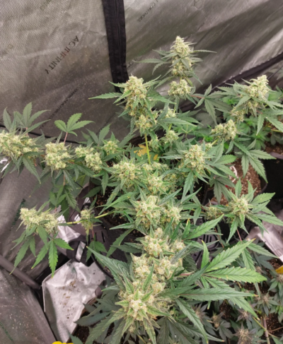 Crimson Sun – Auto Fem