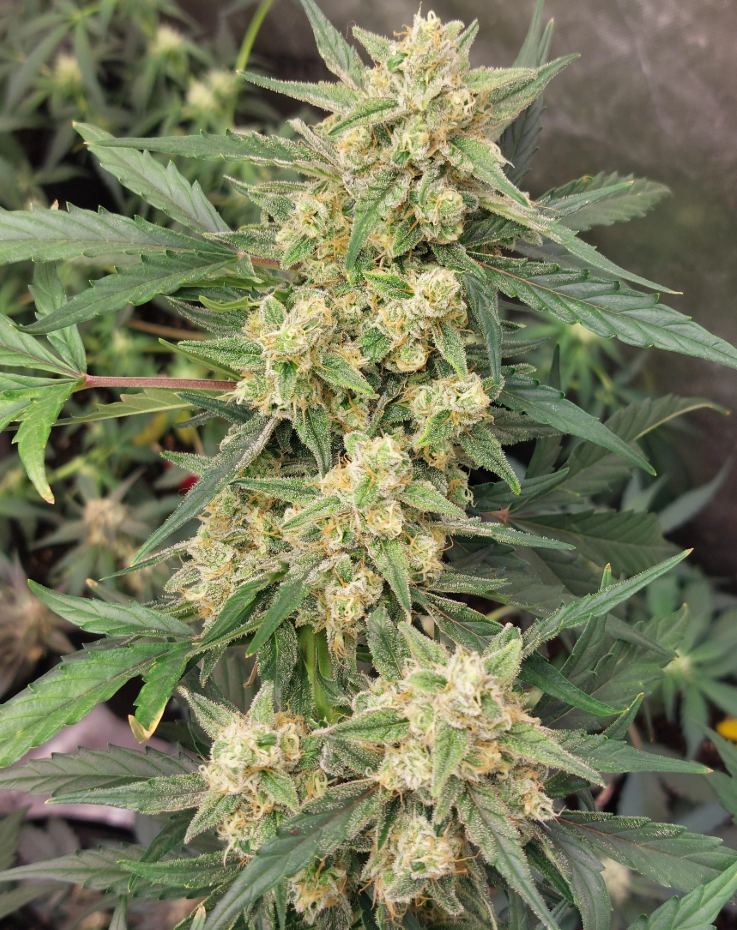 Multiverse Genetics – Crimson Sun – Auto Fem - Image 2