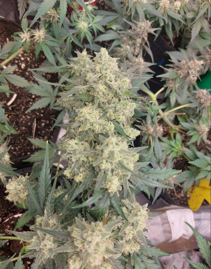 Multiverse Genetics – Crimson Sun – Auto Fem - Image 3