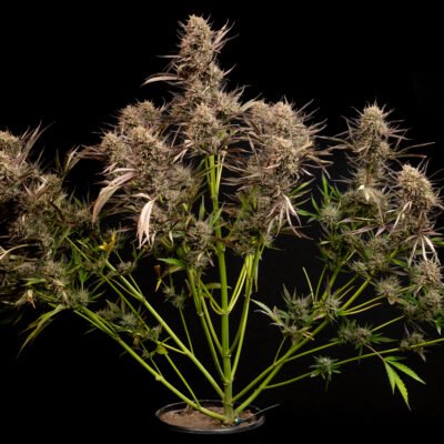 Multiverse Genetics- Dark Matter Strain – Auto Fem - Image 4