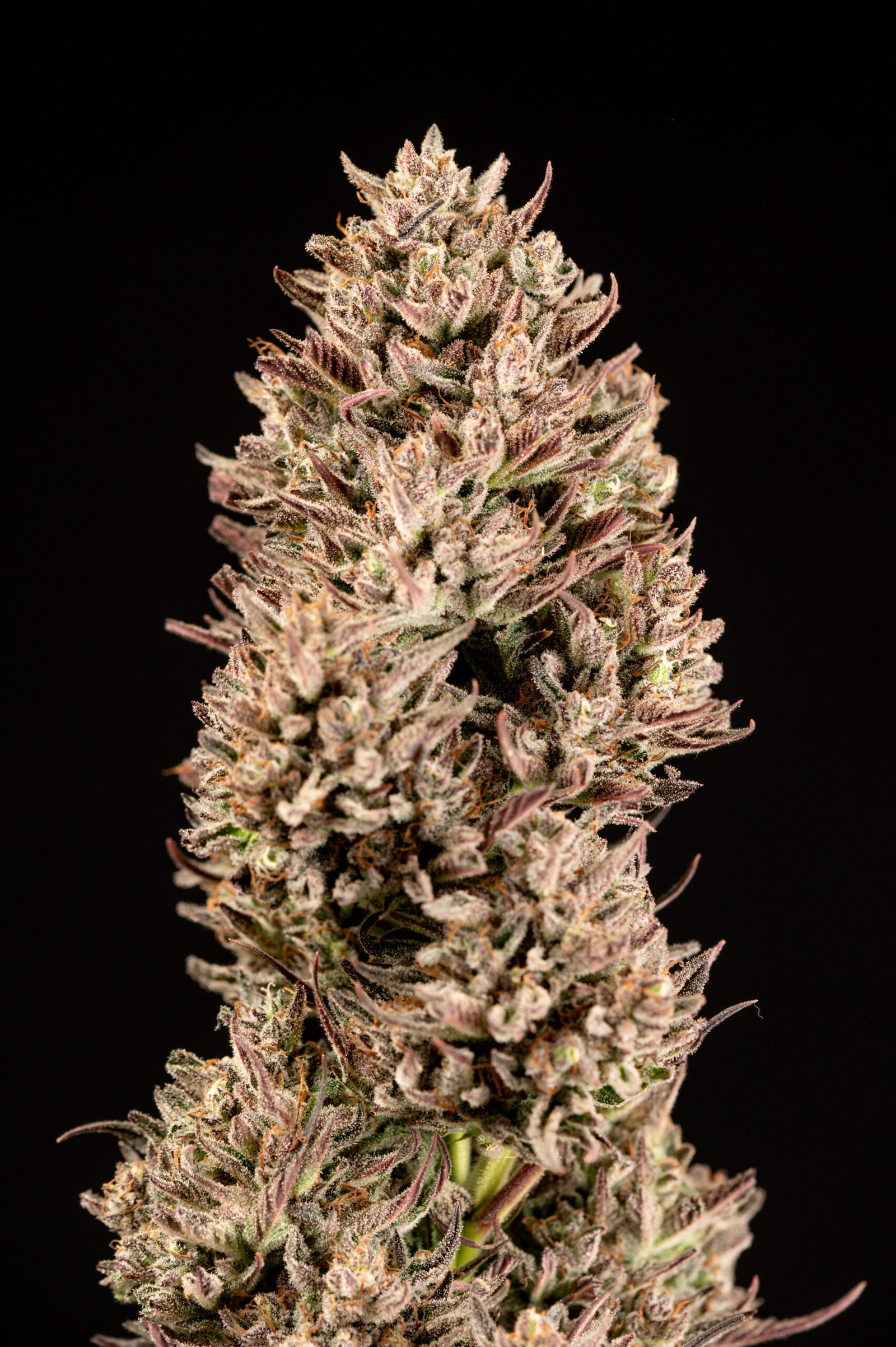 Multiverse Genetics- Dark Matter Strain – Auto Fem - Image 2