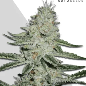 Dreamberry Auto