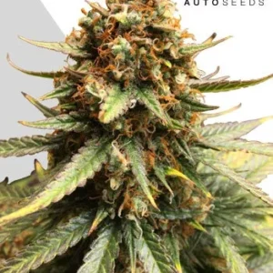 Juicy Lucy Auto