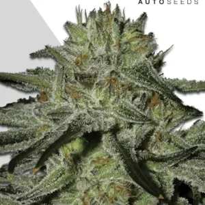 Kush-Doctor-Auto (1) Kush Doctor Auto