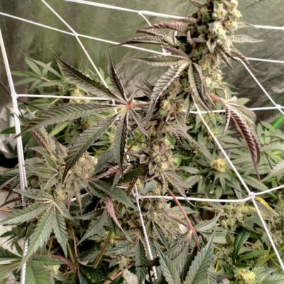 Multiverse Genetics – Black Hole Breath Strain – Fem Photo - Image 8