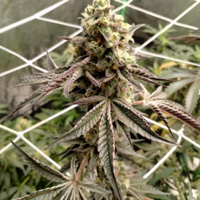 Multiverse Genetics – Black Hole Breath Strain – Fem Photo - Image 7