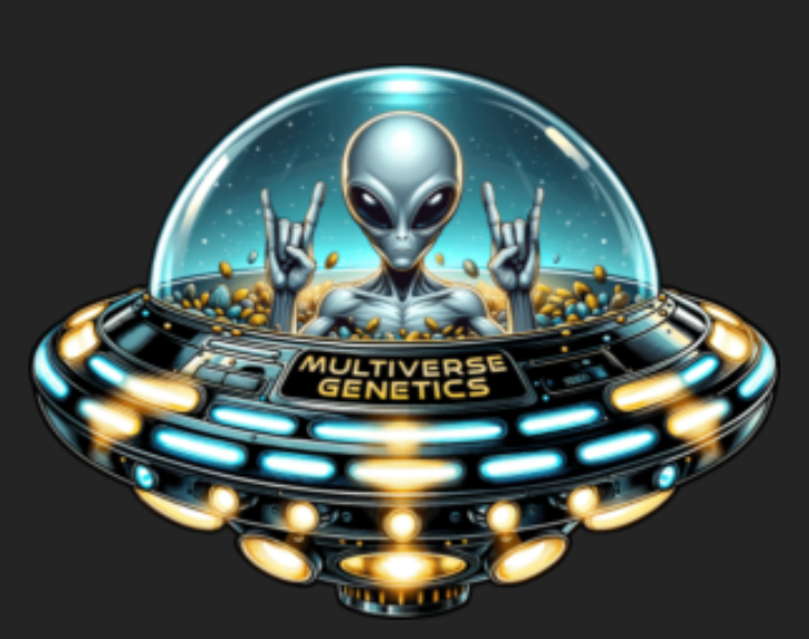 GRAVITY GLUE | MULTIVERSE GENETICS | PHOTOPERIOD CANNABIS SEEDS FEMALE