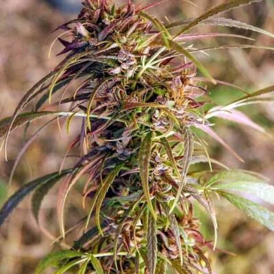 Oldtimer’s Haze (R) - Image 2