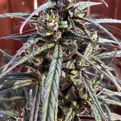 Oldtimer’s Haze (R) - Image 3