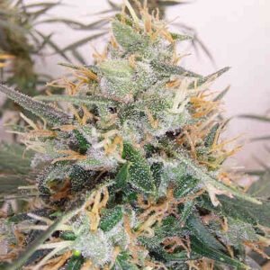 Diesel Berry Auto