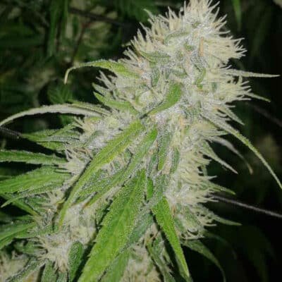 Panama A5 Haze (F) - Image 2