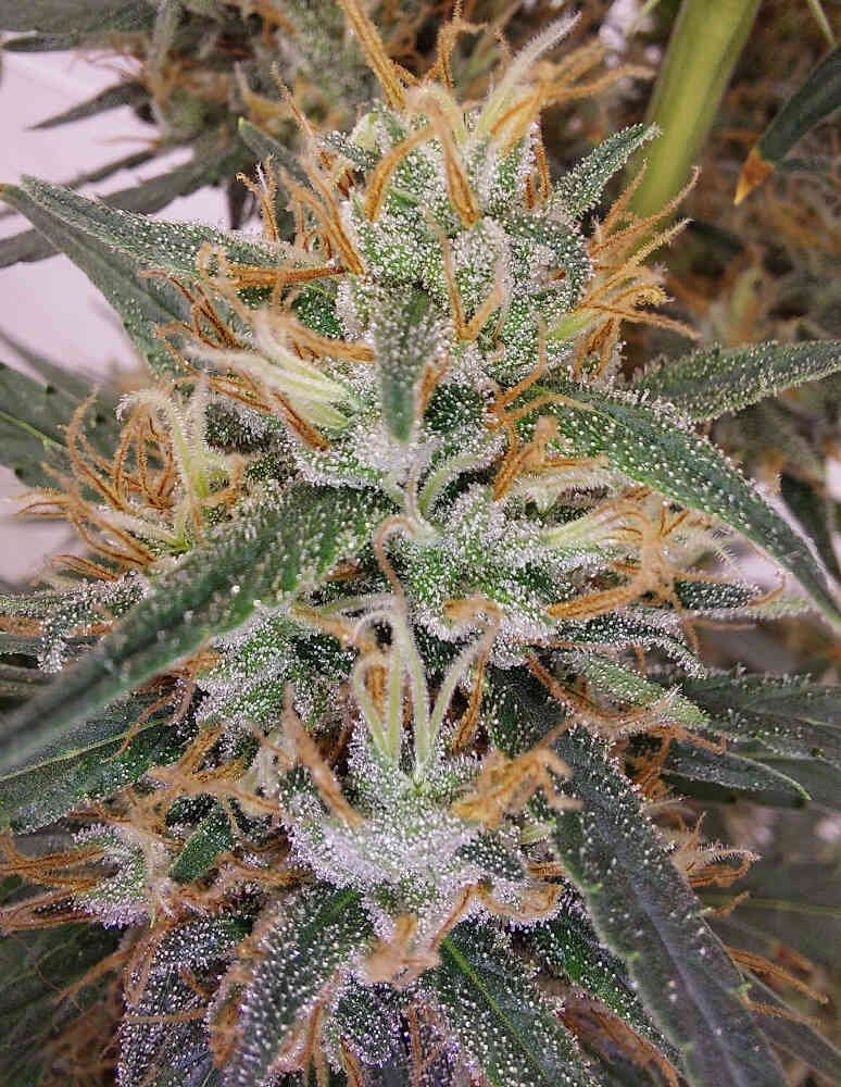 Super Panama Haze (R)