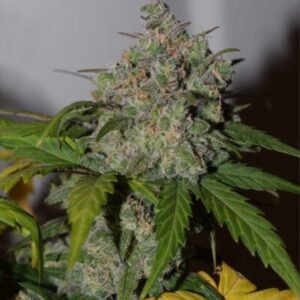 Tangie’matic Auto