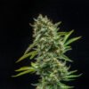 Multiverse Genetics – Titan 9 Strain – Auto Fem - Image 2