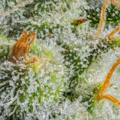 Multiverse Genetics – Titan 9 Strain – Auto Fem - Image 3