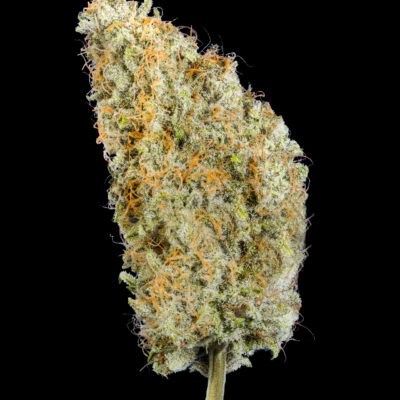 Multiverse Genetics – Titan 9 Strain – Auto Fem - Image 6