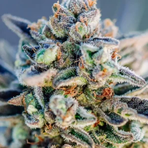 TopGun-Auto Top Gun Auto