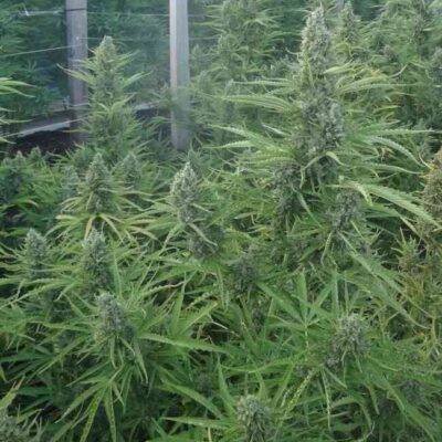 Malawi x Northern Lights Auto - Image 2