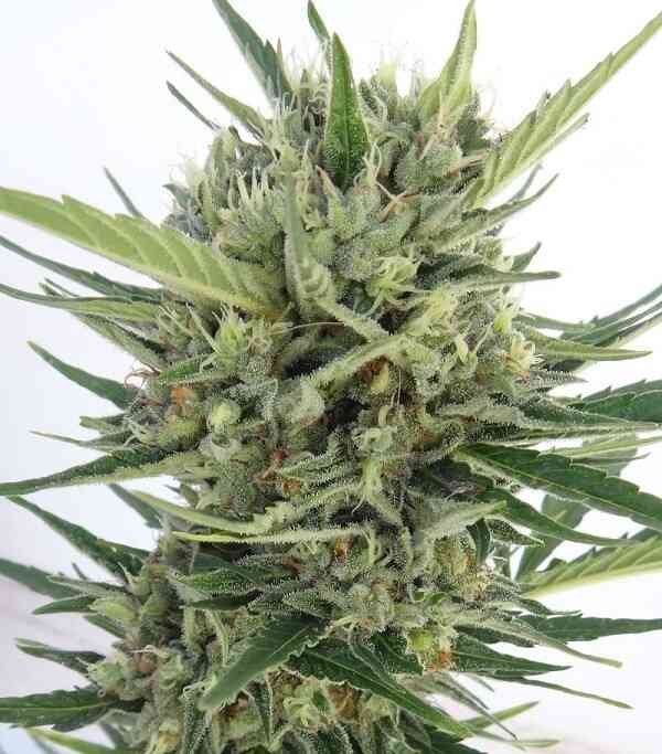 Malawi x Northern Lights Auto - Image 4