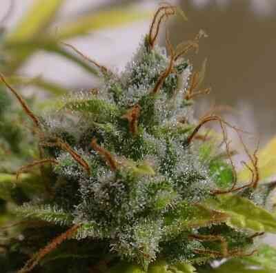 Malawi x Northern Lights Auto - Image 3