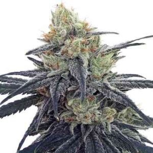 CBD #1 (F)