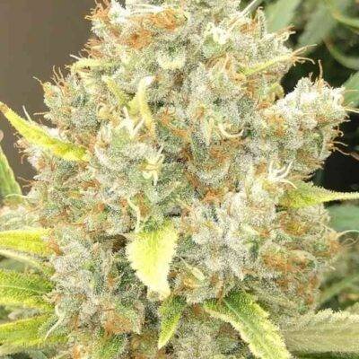 Malawi x Panama (F) - Image 2