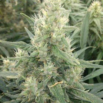 Malawi x Panama (F) - Image 3