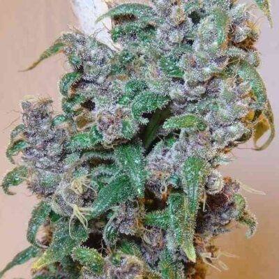 Malawi x PCK (F) - Image 2