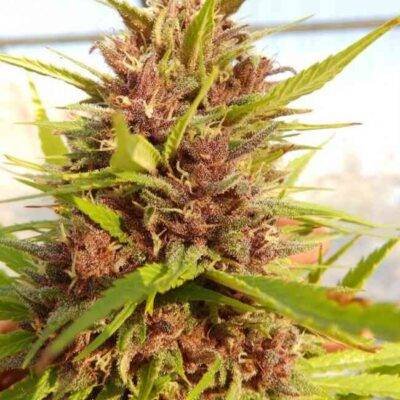 Malawi x PCK (F) - Image 3