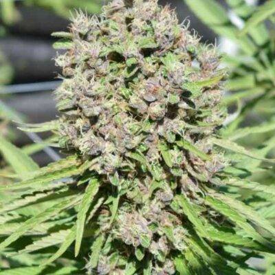 Malawi x PCK (F) - Image 4